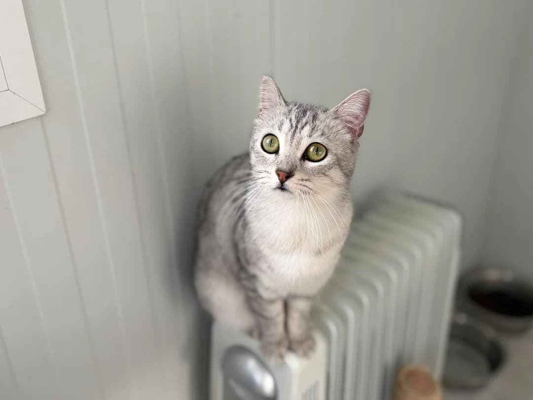 Claire, Short female young Mixed Breed for adoption at Triple A Marbella, Marbella