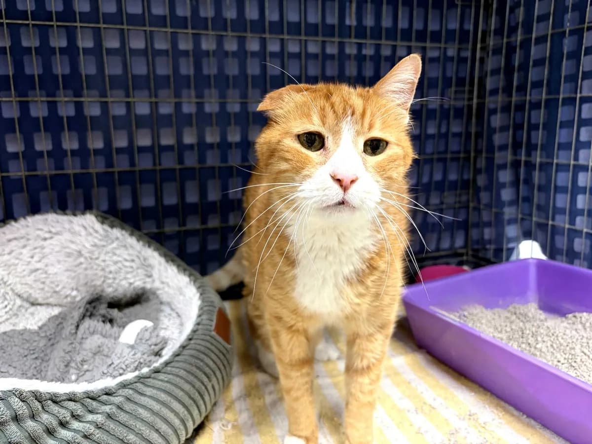 Bobi, Short male senior Mixed Breed for adoption at Triple A Marbella, Marbella