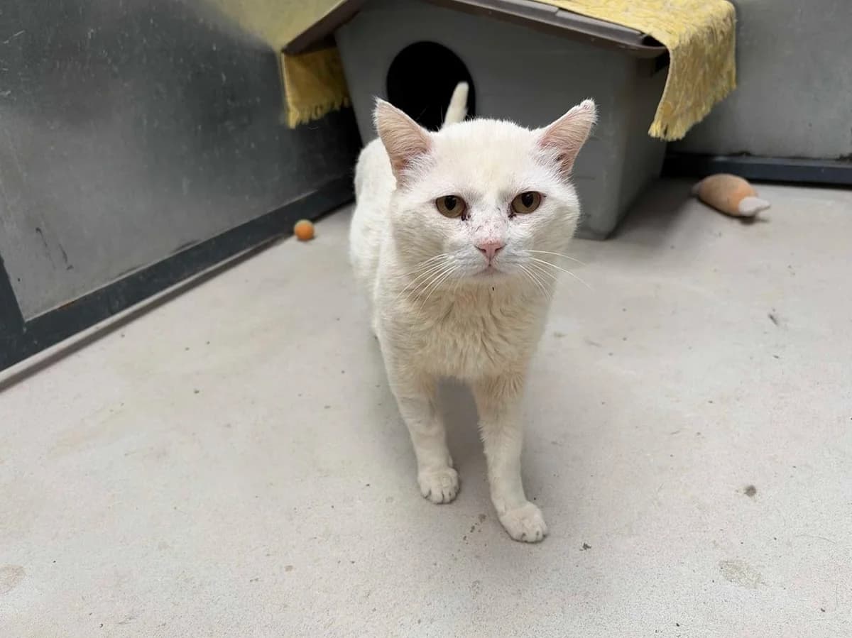 Albi +Sida, Short male 3yo Mixed Breed for adoption at Triple A Marbella, Marbella