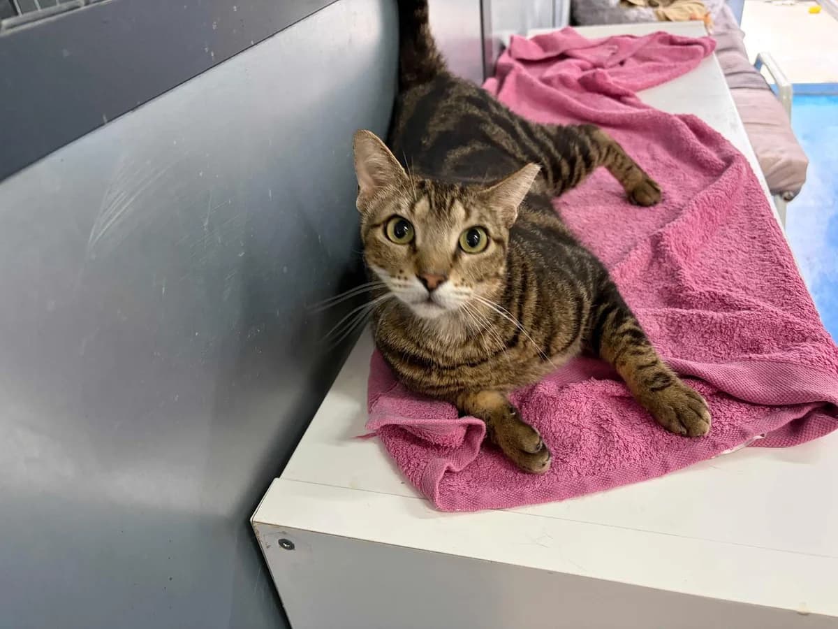 Bruce, Short male young Mixed Breed for adoption at Triple A Marbella, Marbella