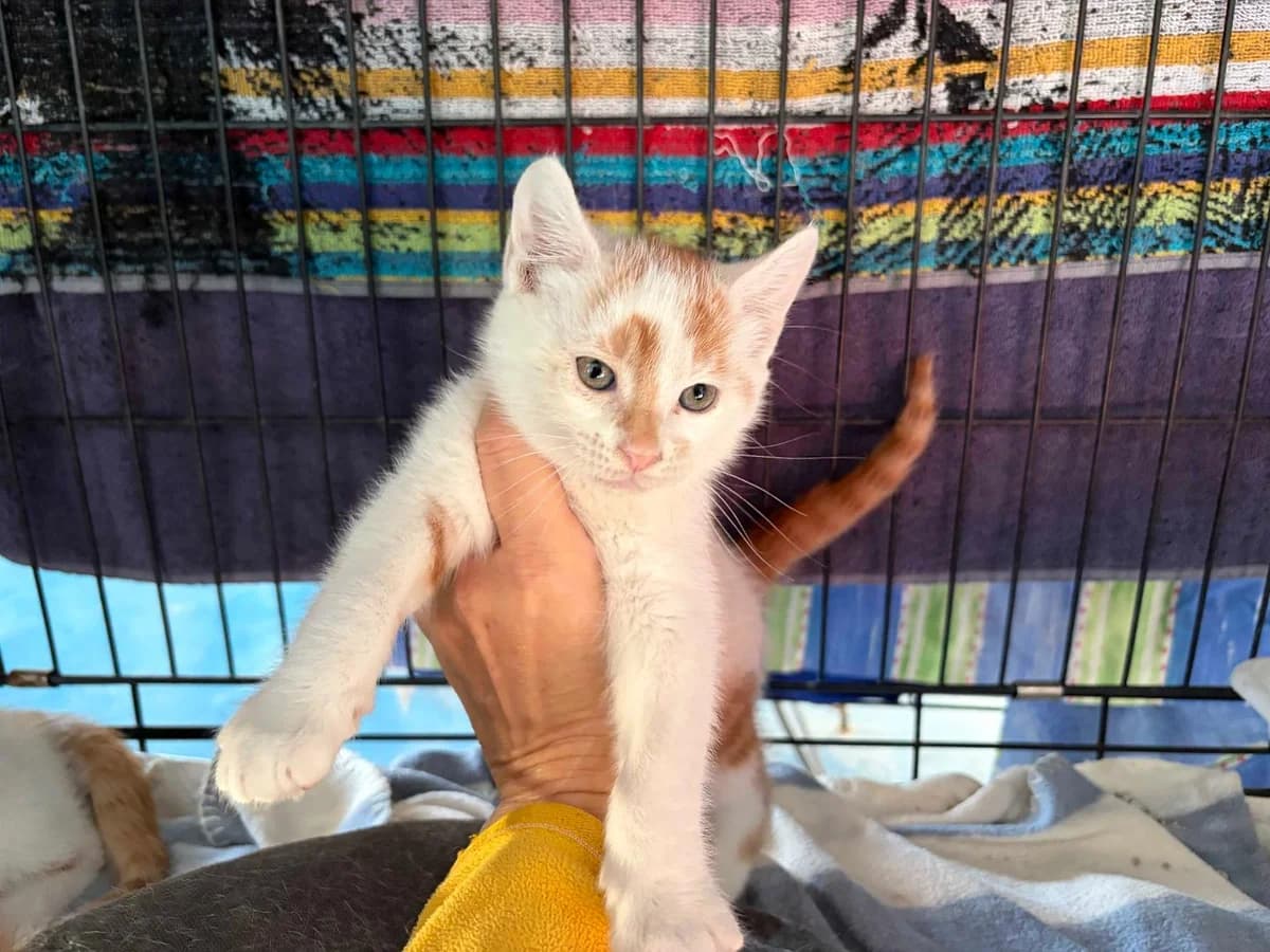 Wendy, Short female puppy Mixed Breed for adoption at Triple A Marbella, Marbella