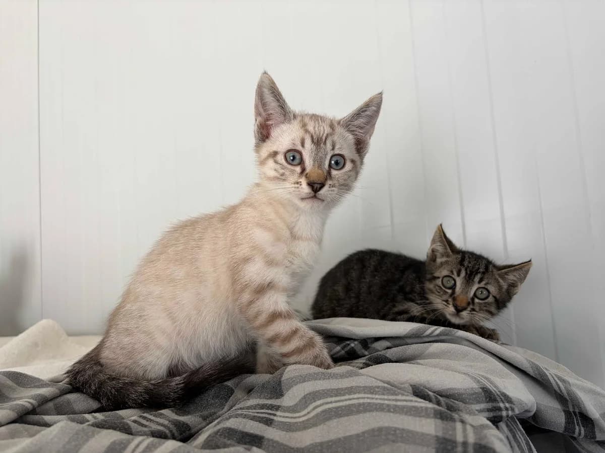 Loto, Jazmin, Mixed Breed (Triple A Marbella)