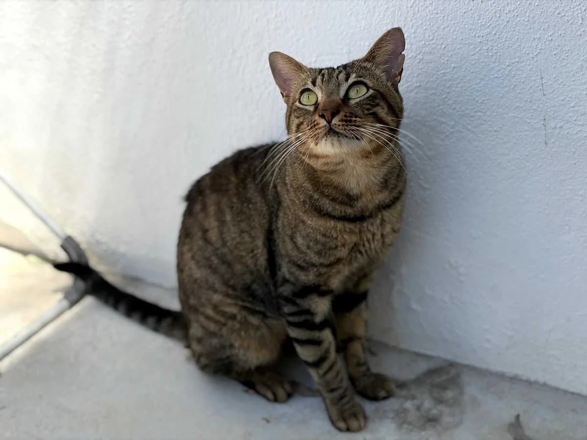 Chaves+Sida, Short male Mixed Breed for adoption at Triple A Marbella, Marbella