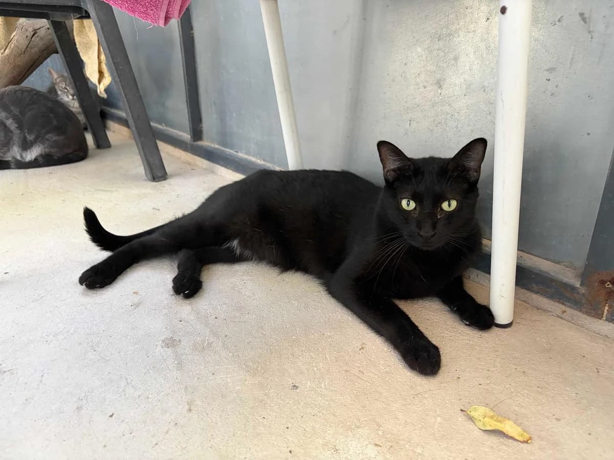 Roco, Short male 5yo Mixed Breed for adoption at Triple A Marbella, Marbella
