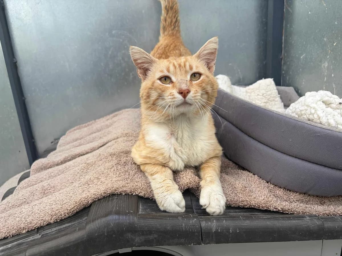Leo+Leucemia, Mixed Breed (Triple A Marbella)