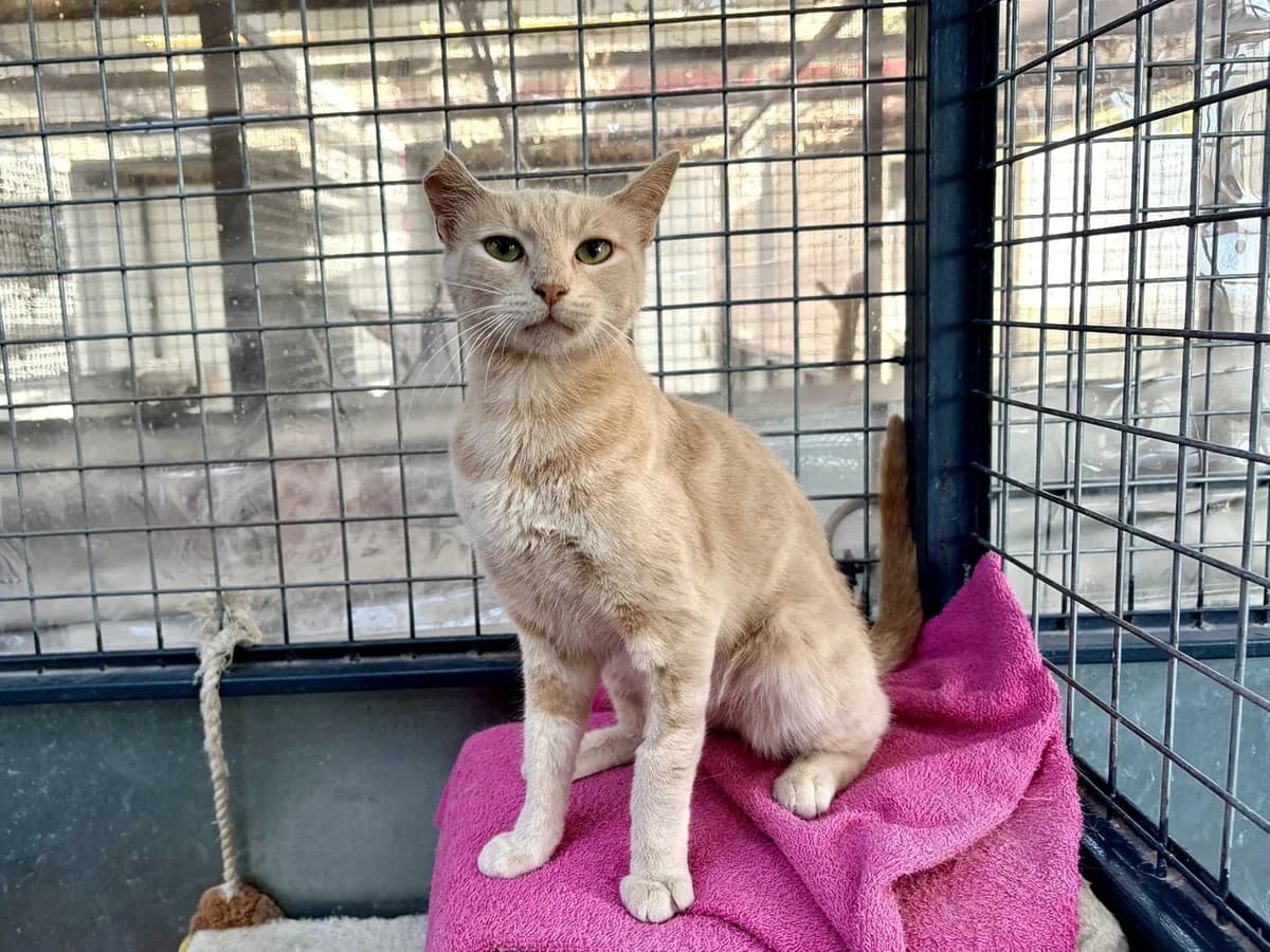 Edamame, Short male Mixed Breed for adoption at Triple A Marbella, Marbella