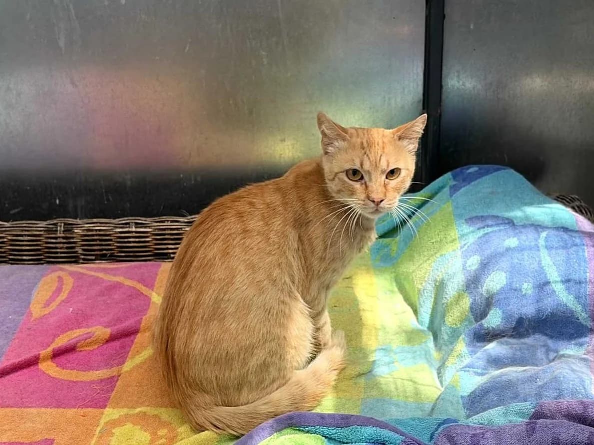 Tostado, Short male young Mixed Breed for adoption at Triple A Marbella, Marbella