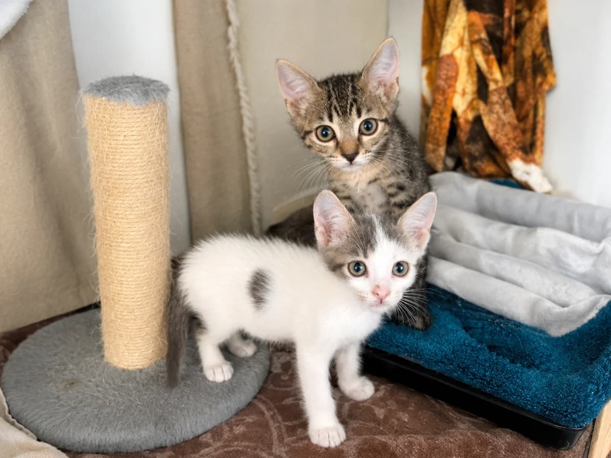 Charlie y Snoopy, Short male puppy Mixed Breed for adoption at Triple A Marbella, Marbella