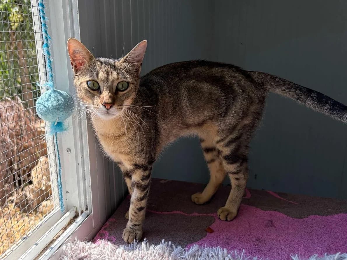 Samuel, Mixed Breed (Triple A Marbella)