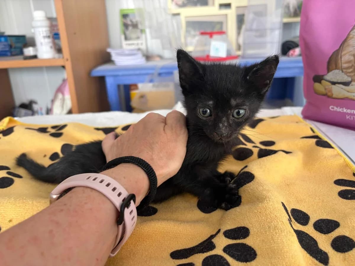 Pinocho, Short male puppy Mixed Breed for adoption at Triple A Marbella, Marbella
