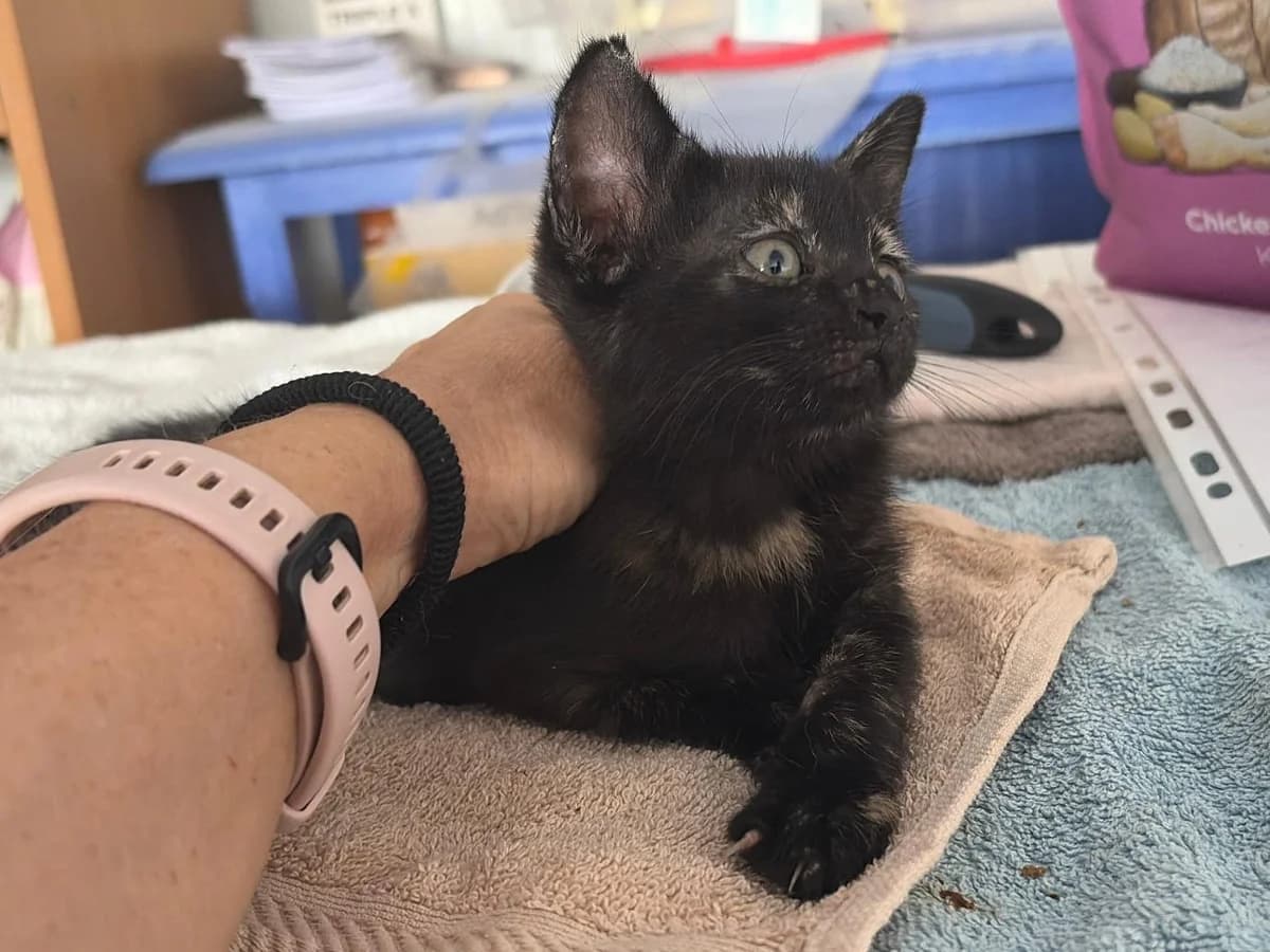 Gretel, Short female puppy Mixed Breed for adoption at Triple A Marbella, Marbella