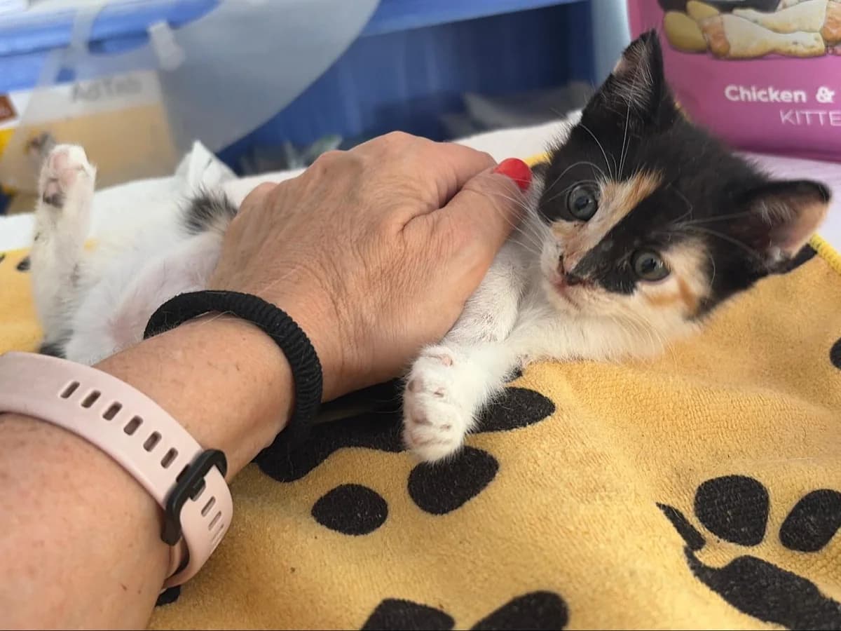 Pelusa, Short male puppy Mixed Breed for adoption at Triple A Marbella, Marbella