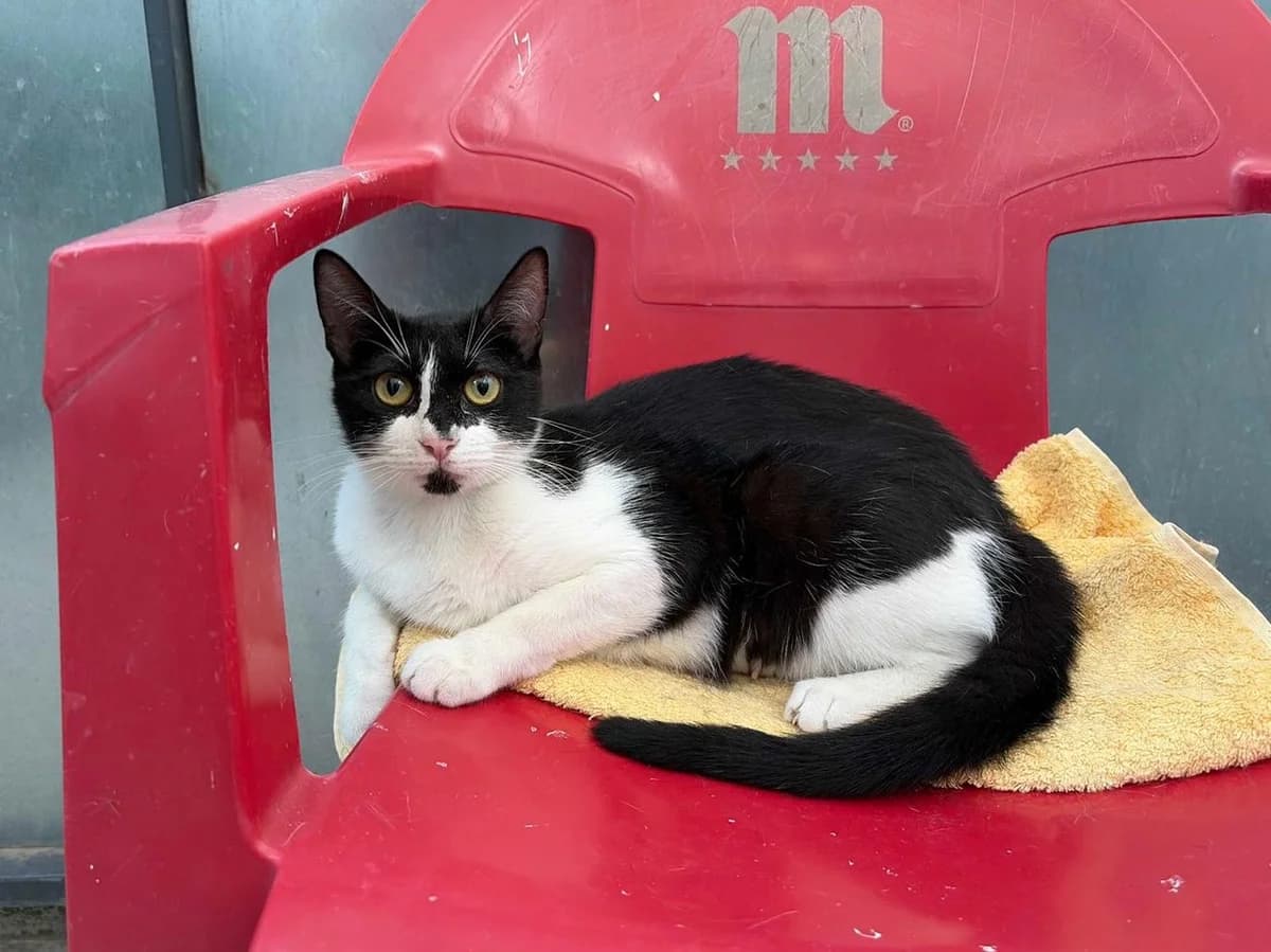 Marga, Short female young Mixed Breed for adoption at Triple A Marbella, Marbella