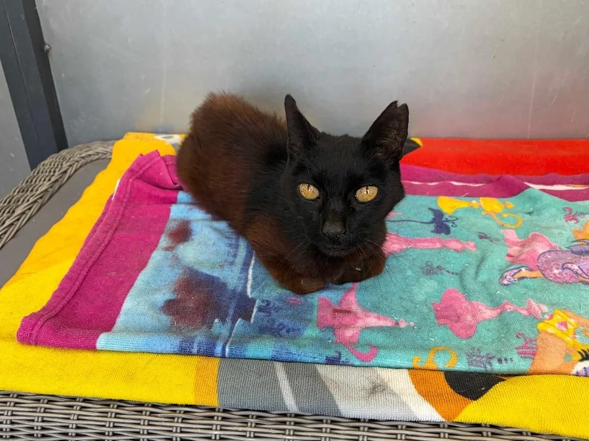 Toothless, Mixed Breed (Triple A Marbella)