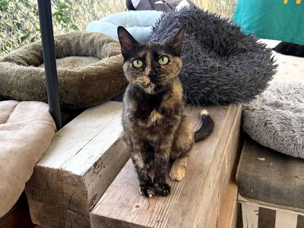 Dolores, Short female young Mixed Breed for adoption at Triple A Marbella, Marbella