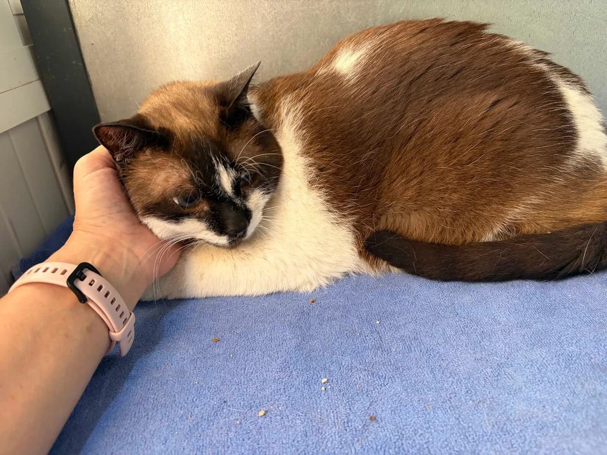 Milo, Short male 4yo Mixed Breed for adoption at Triple A Marbella, Marbella