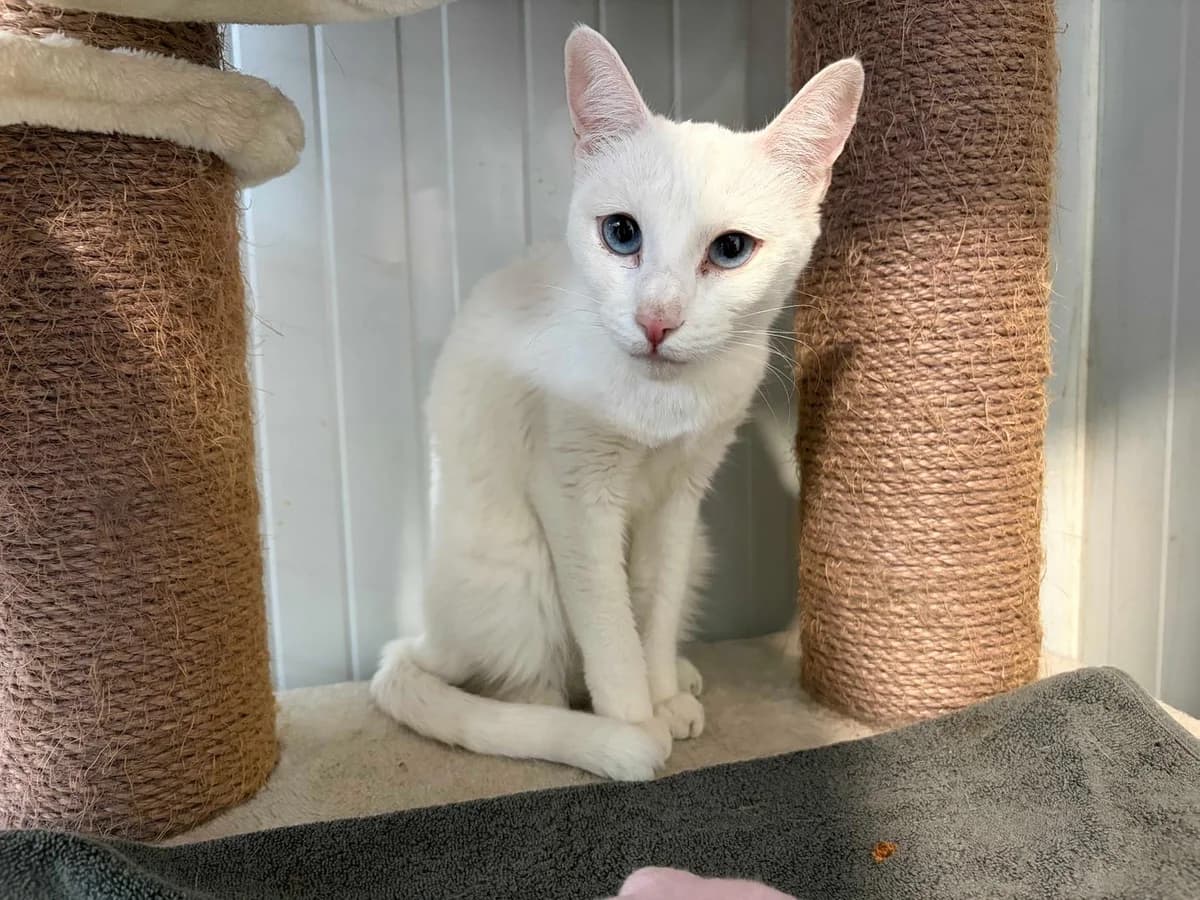 Celeste, Mixed Breed (Triple A Marbella)