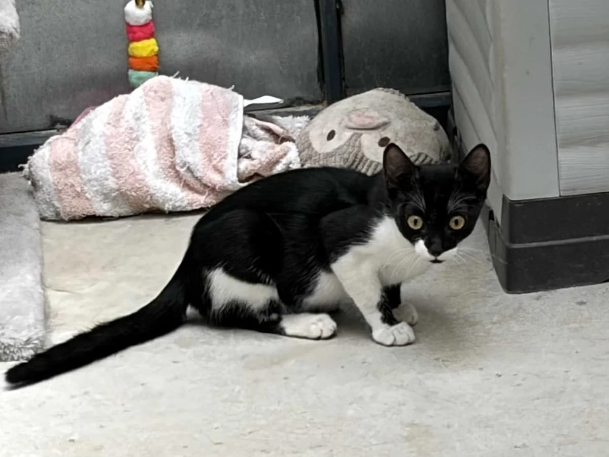 Lissandra+L, Short female puppy Mixed Breed for adoption at Triple A Marbella, Marbella