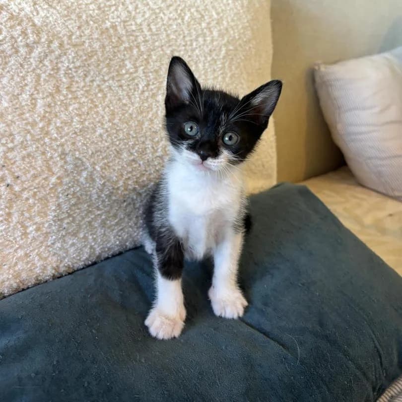 Jovi, Short male puppy Mixed Breed for adoption at Triple A Marbella, Marbella