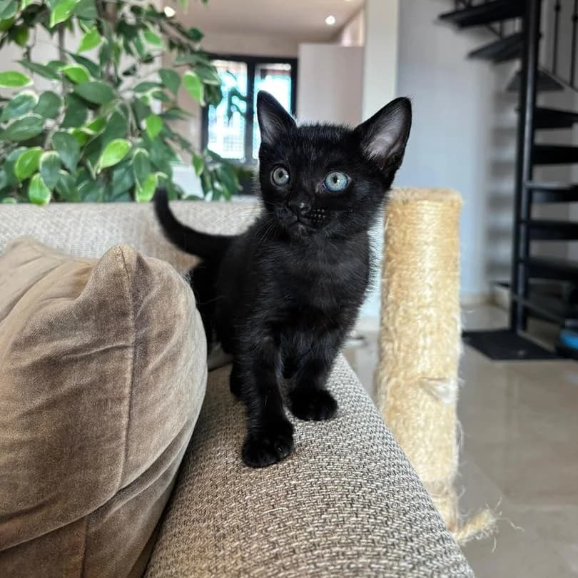 June, Mixed Breed (Triple A Marbella)