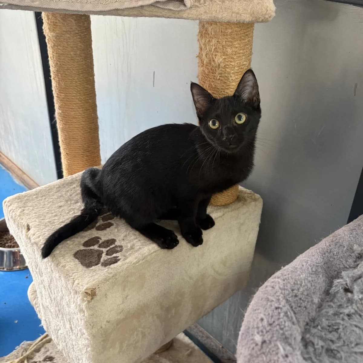Juez, Mixed Breed (Triple A Marbella)