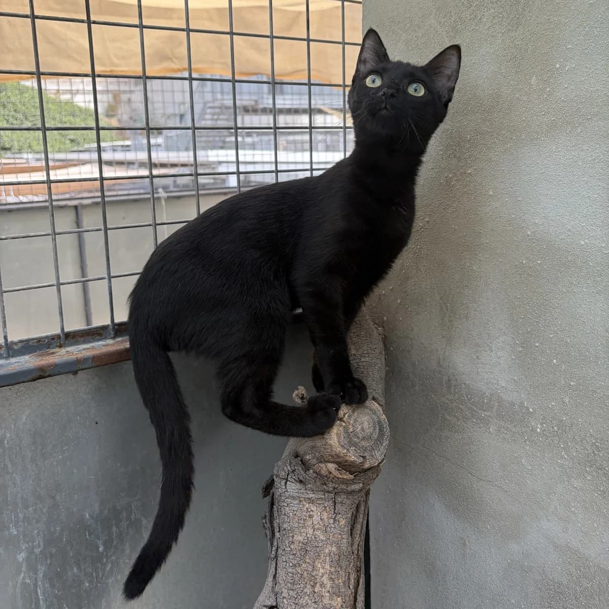 Juez, Short male puppy Mixed Breed for adoption at Triple A Marbella, Marbella