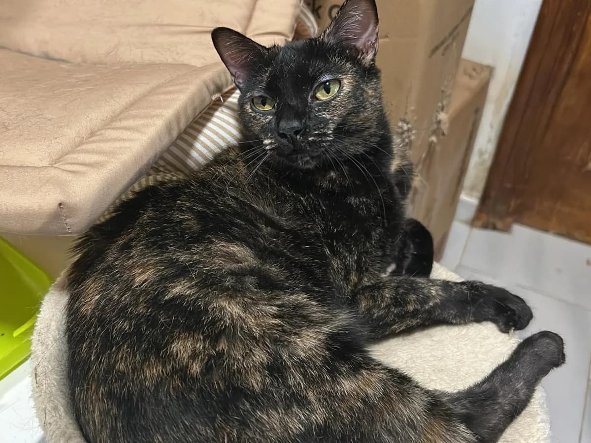 Valentina, Short female young Domestic Shorthair for adoption at Triple A Marbella, Marbella