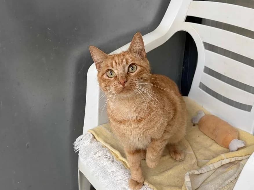 Pumpkin+Sida, Mixed Breed (Triple A Marbella)