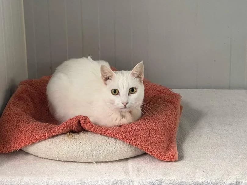 Sofia, Short female young Domestic Shorthair for adoption at Triple A Marbella, Marbella