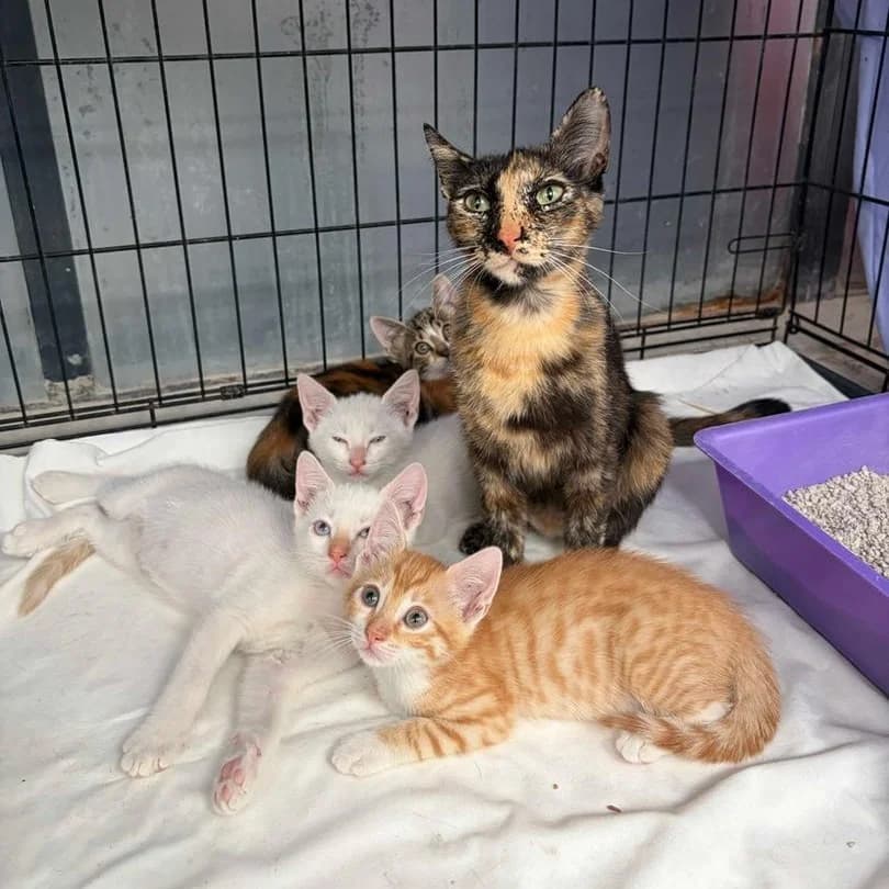 Gloria y sus bebés, Mixed Breed (Triple A Marbella)