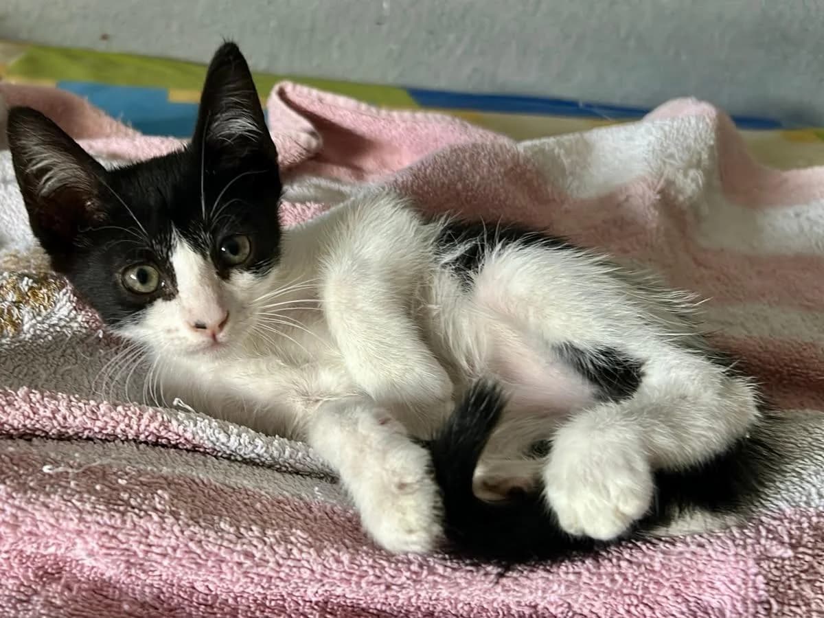 Roki, Short male puppy Mixed Breed for adoption at Triple A Marbella, Marbella