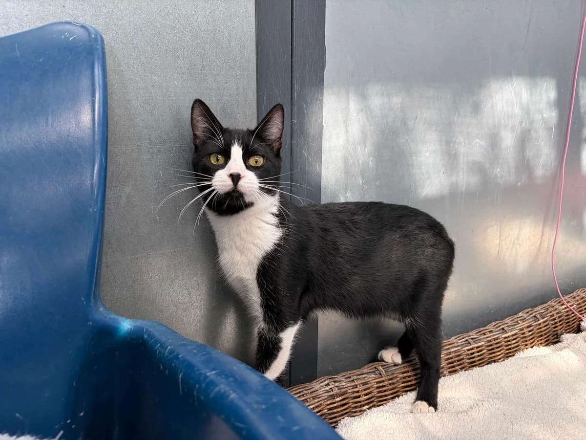 Stumpy, Mixed Breed (Triple A Marbella)