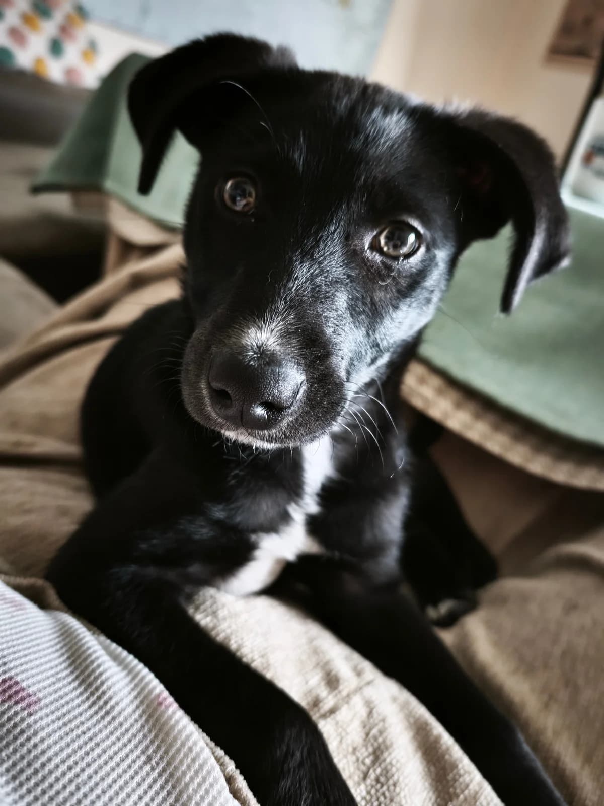 Ona, Medium female puppy Labrador Retriever for adoption at Triple A Marbella, Marbella