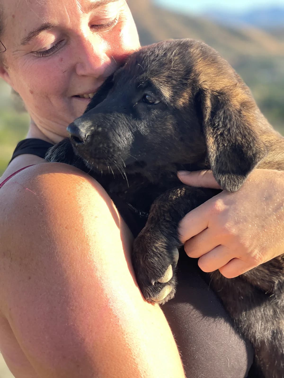 Mastin Pups, Medium female puppy mixed breed for adoption at Triple A Marbella, Marbella