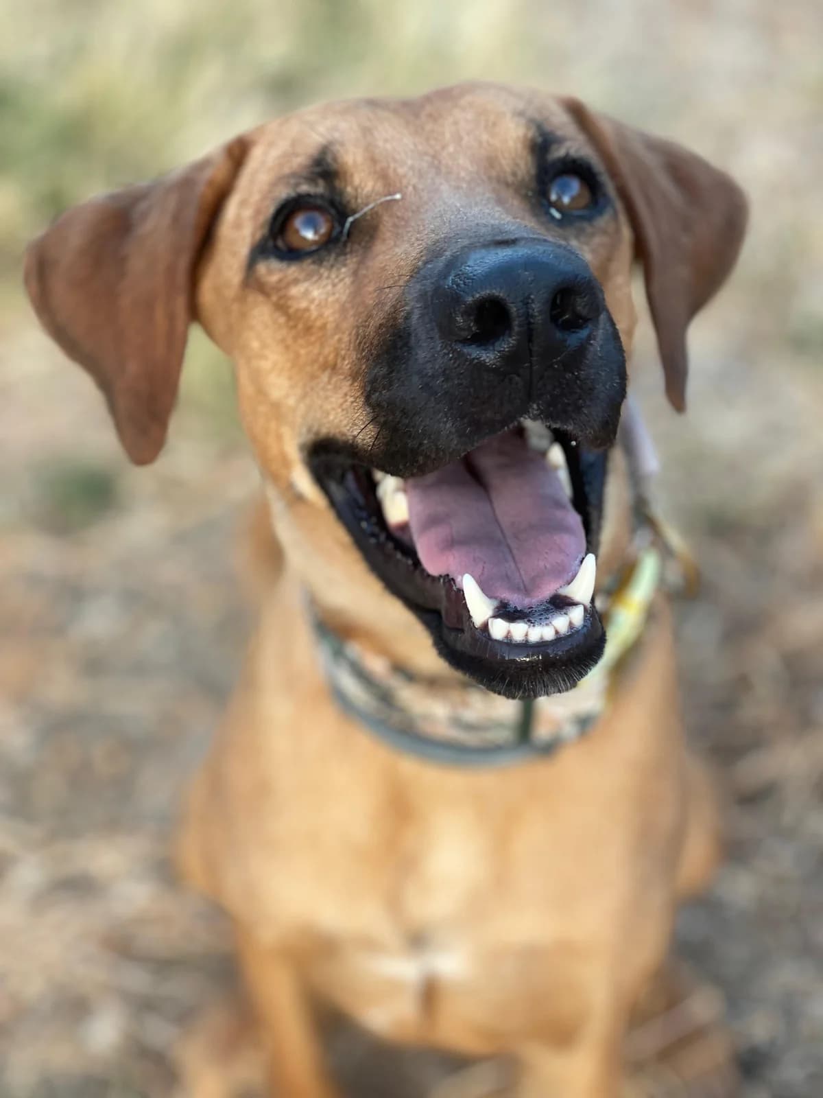 Lucky, Medium female young Mixed Breed for adoption at Triple A Marbella, Marbella