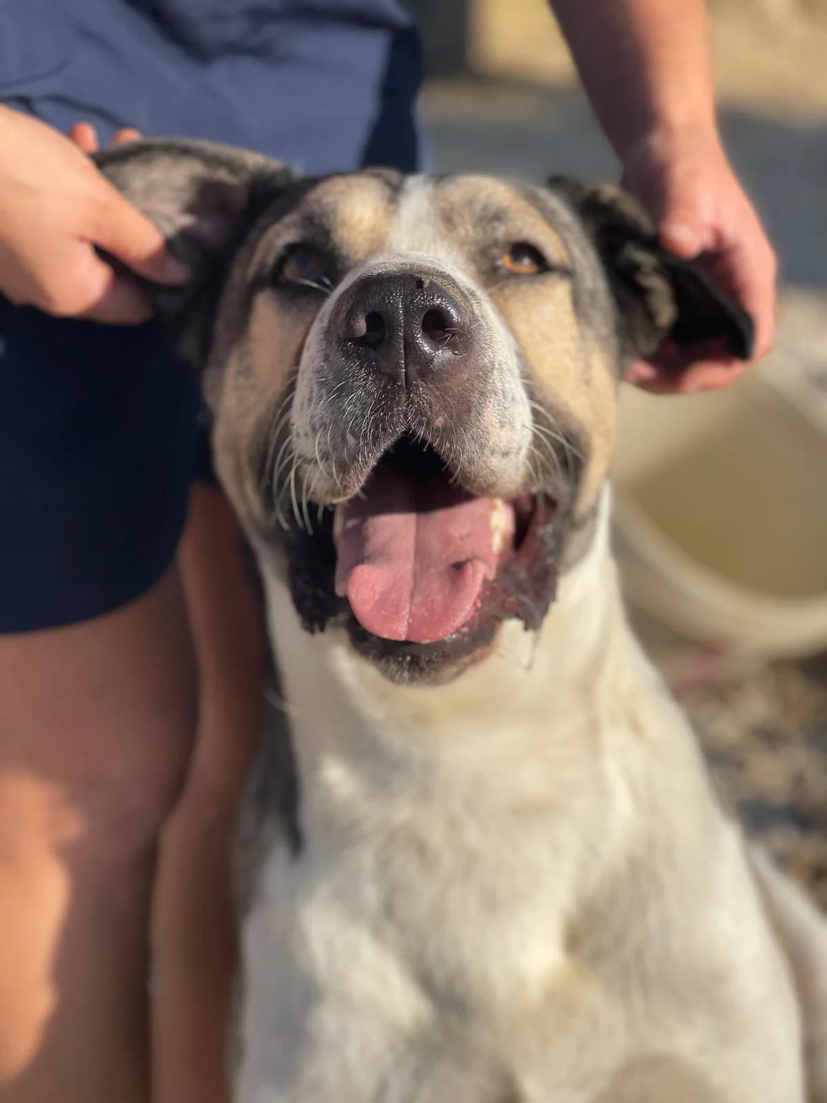 Thor Mastin, Medium male young mixed breed for adoption at Triple A Marbella, Marbella