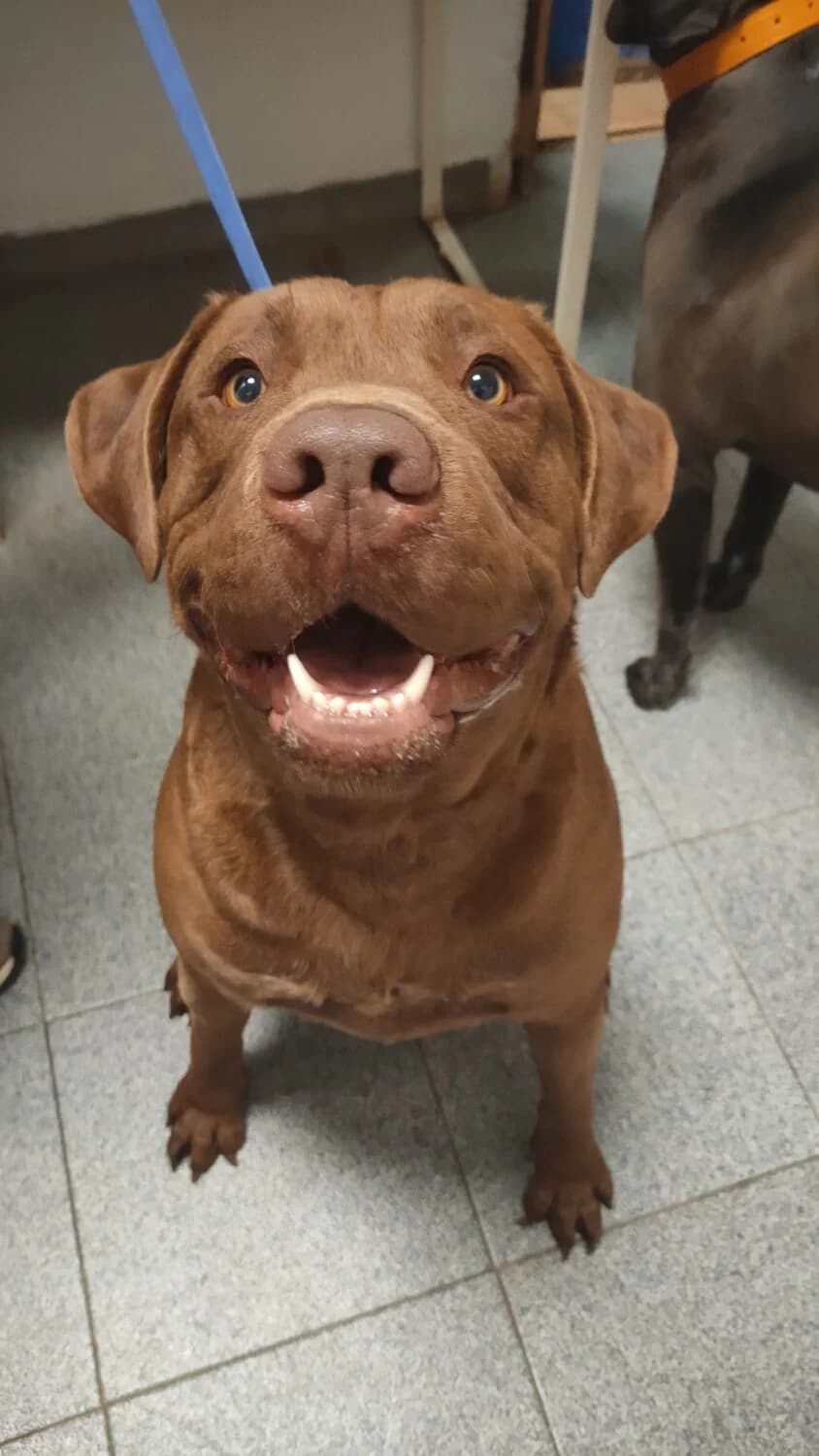 Brian, male 4yo Mixed Breed for adoption at UPRODEA (Unión Protectora de Animales)
