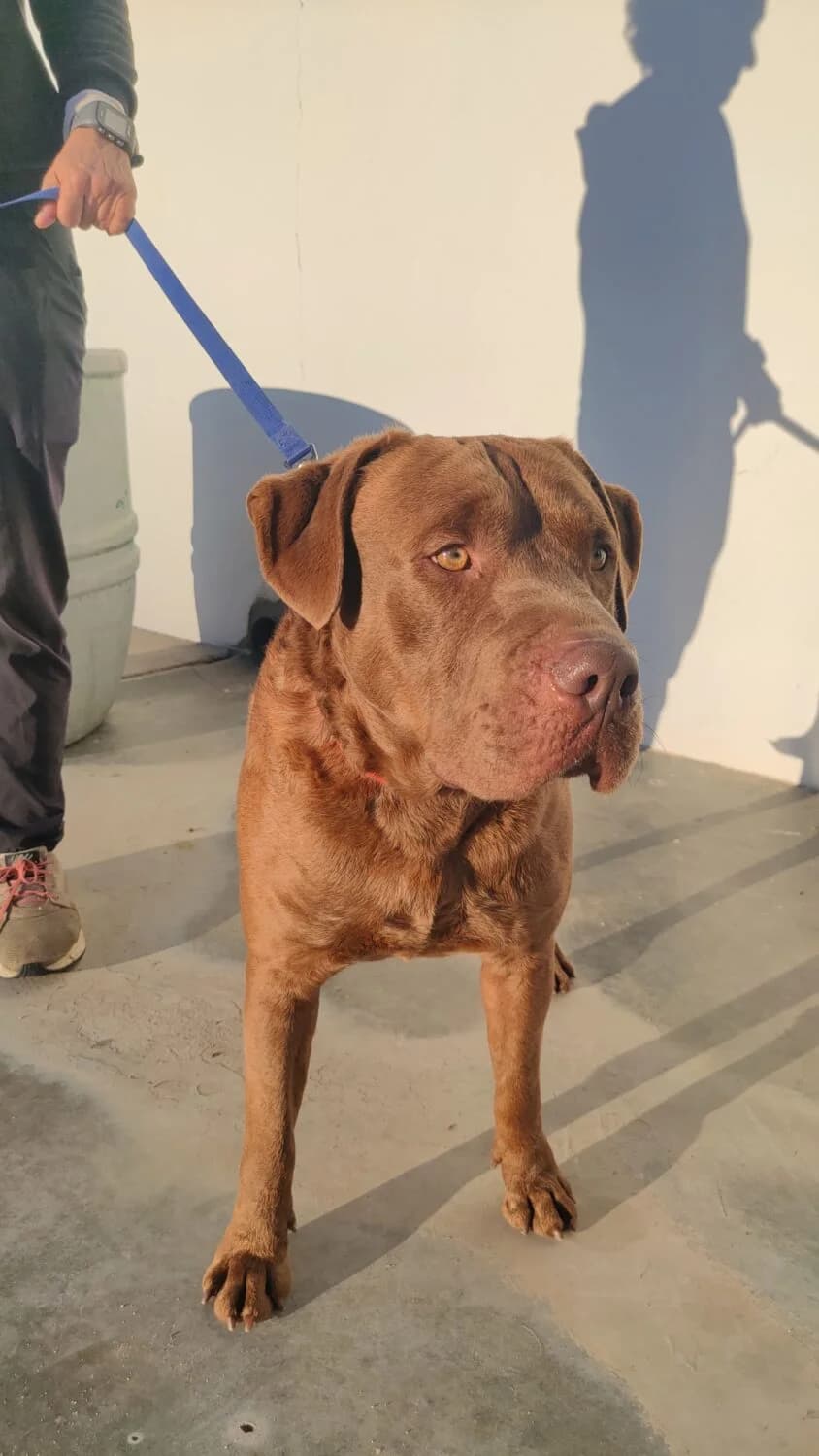 Brian, male Mixed Breed for adoption at UPRODEA (Unión Protectora de Animales) — photo 2 of 12