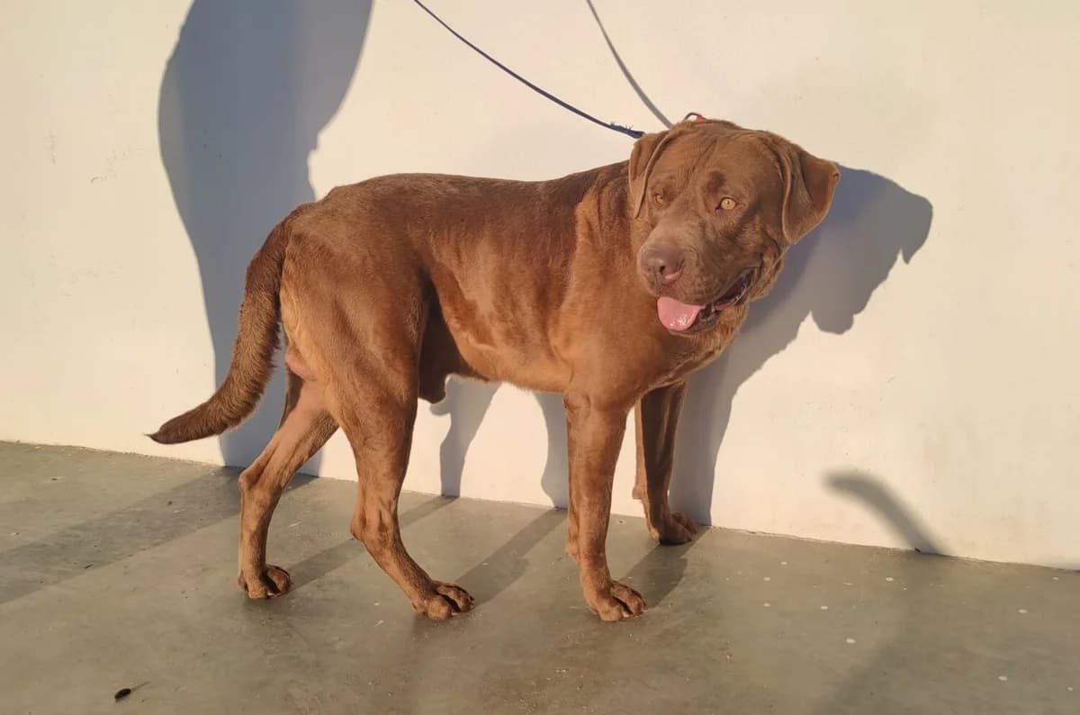 Brian, male Mixed Breed for adoption at UPRODEA (Unión Protectora de Animales) — photo 3 of 12