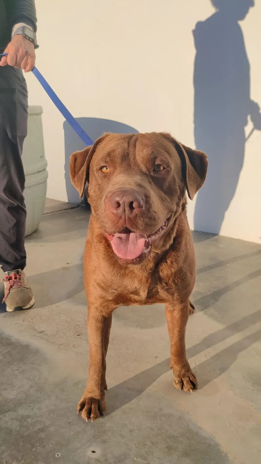 Brian, male Mixed Breed for adoption at UPRODEA (Unión Protectora de Animales) — photo 4 of 12