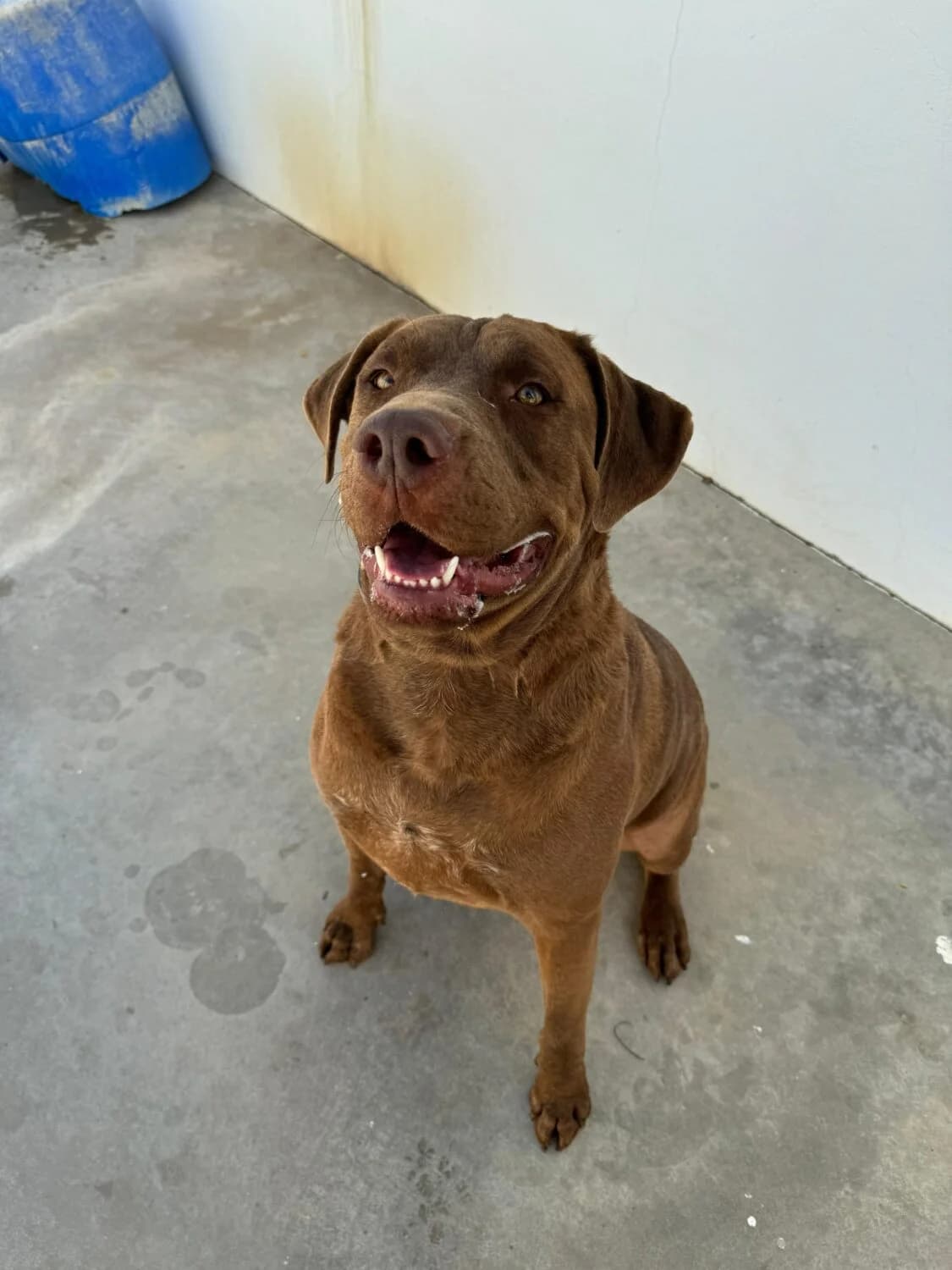Brian, male Mixed Breed for adoption at UPRODEA (Unión Protectora de Animales) — photo 5 of 12