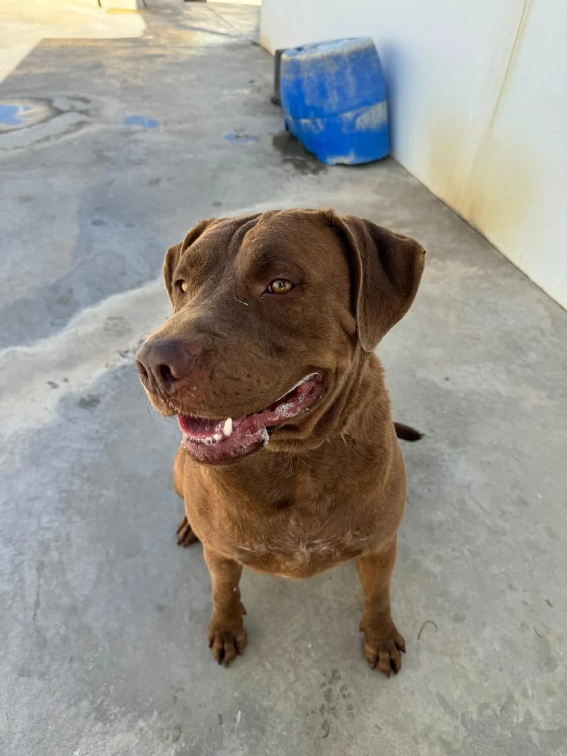 Brian, male Mixed Breed for adoption at UPRODEA (Unión Protectora de Animales) — photo 6 of 12