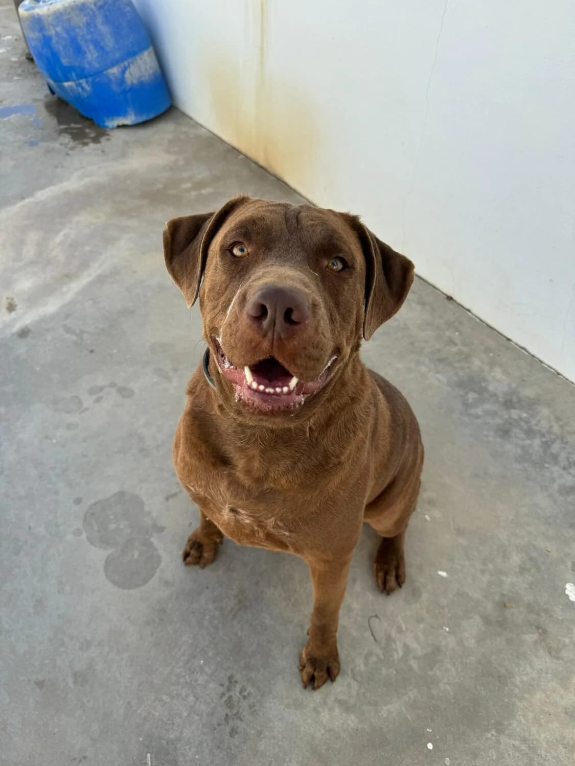 Brian, male Mixed Breed for adoption at UPRODEA (Unión Protectora de Animales) — photo 7 of 12