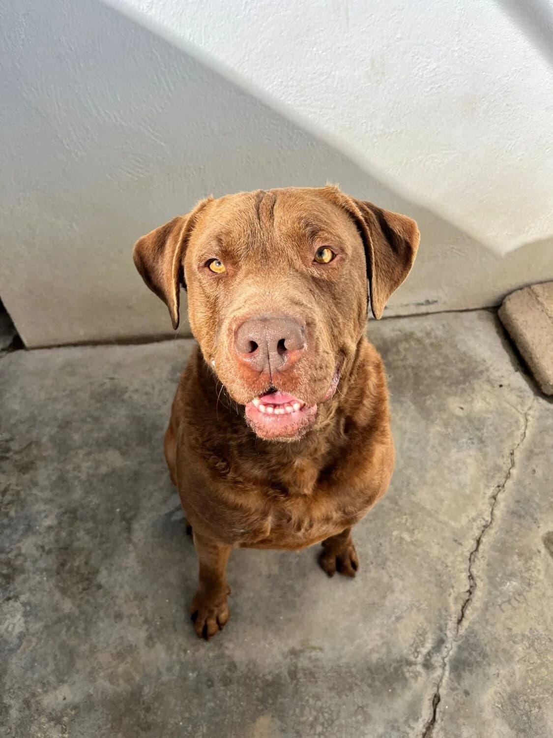 Brian, male Mixed Breed for adoption at UPRODEA (Unión Protectora de Animales) — photo 8 of 12