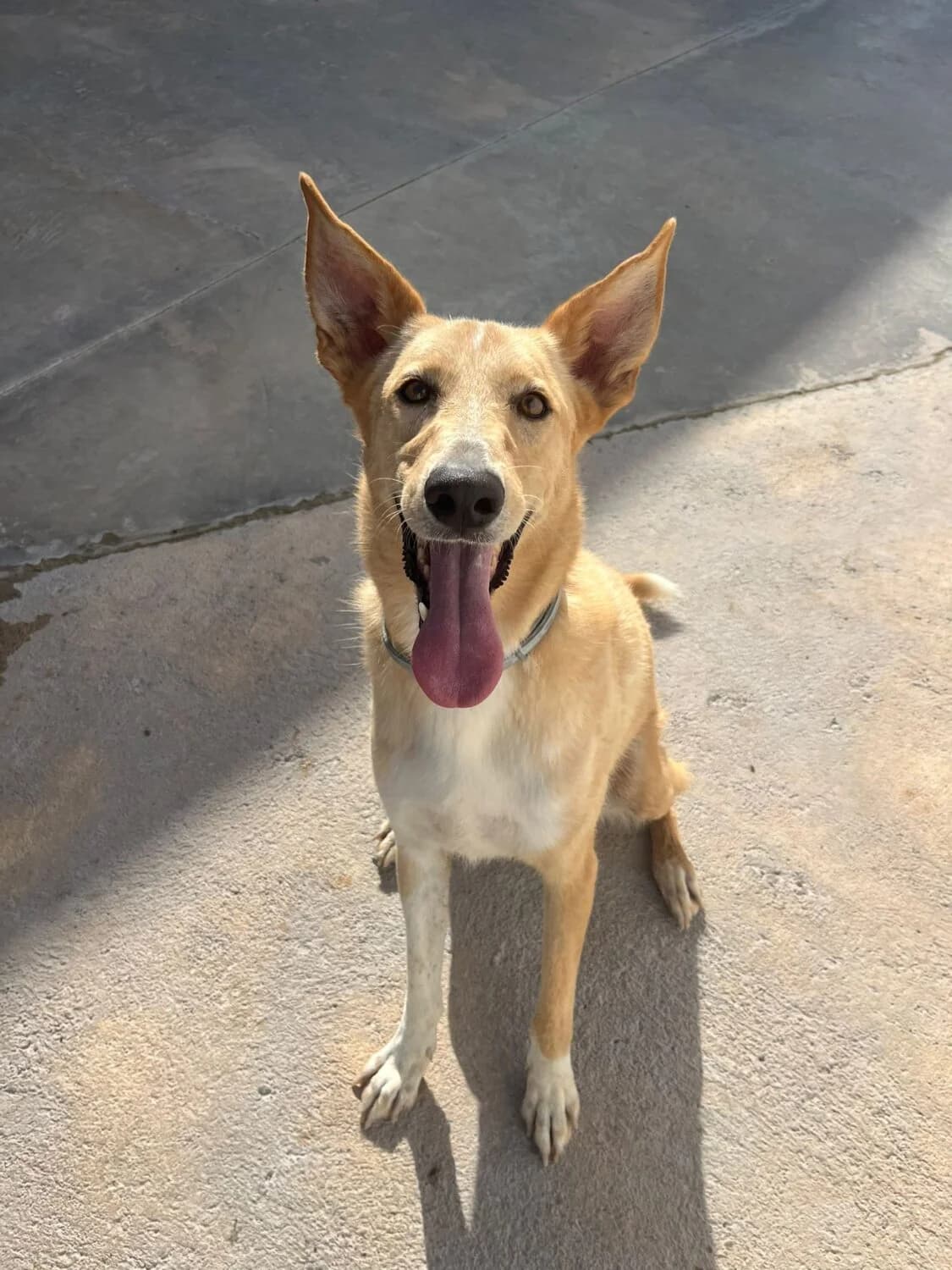 Cava, male 4yo Podenco for adoption at UPRODEA (Unión Protectora de Animales)