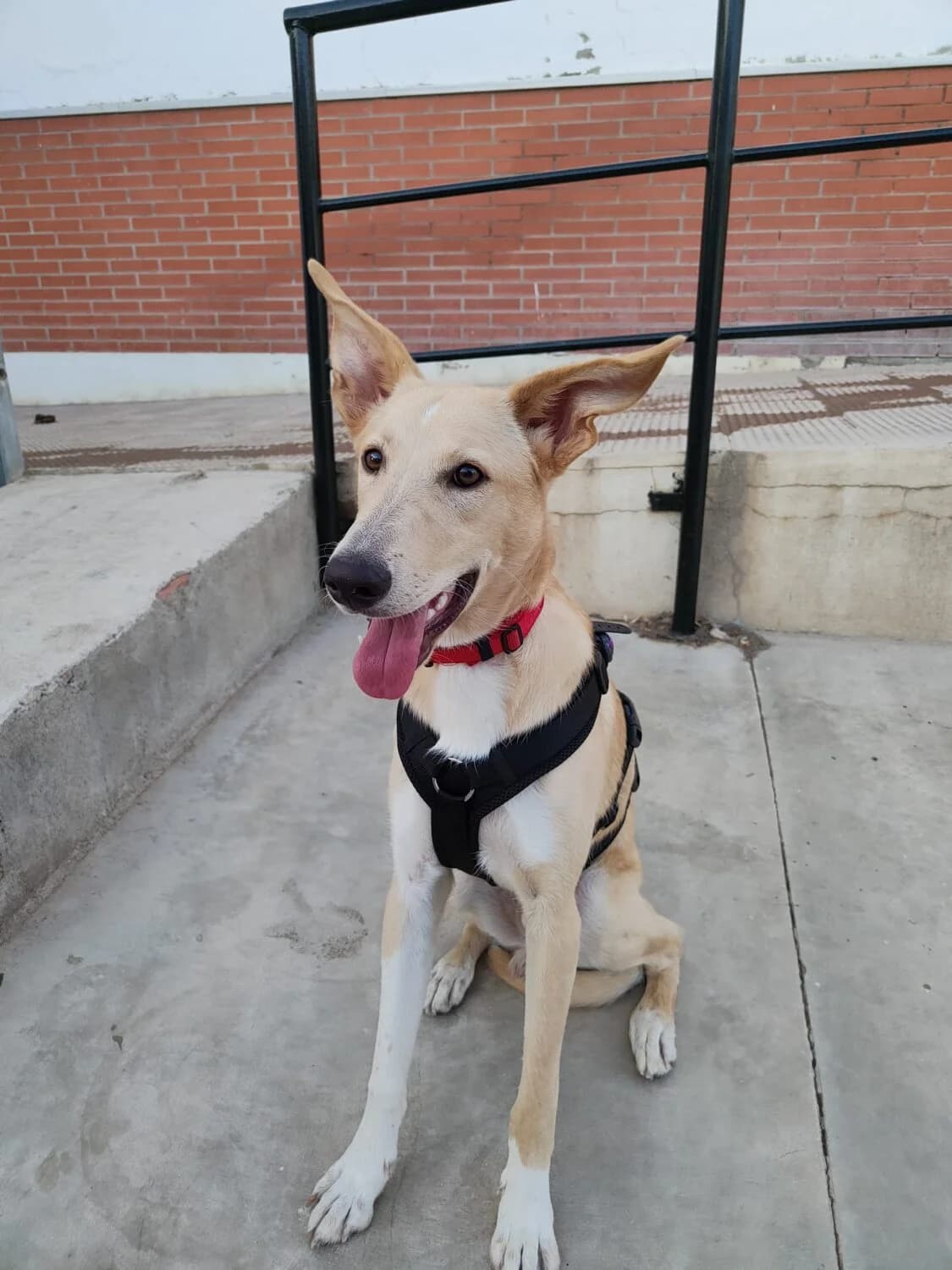 Cava, male Podenco for adoption at UPRODEA (Unión Protectora de Animales) — photo 2 of 8