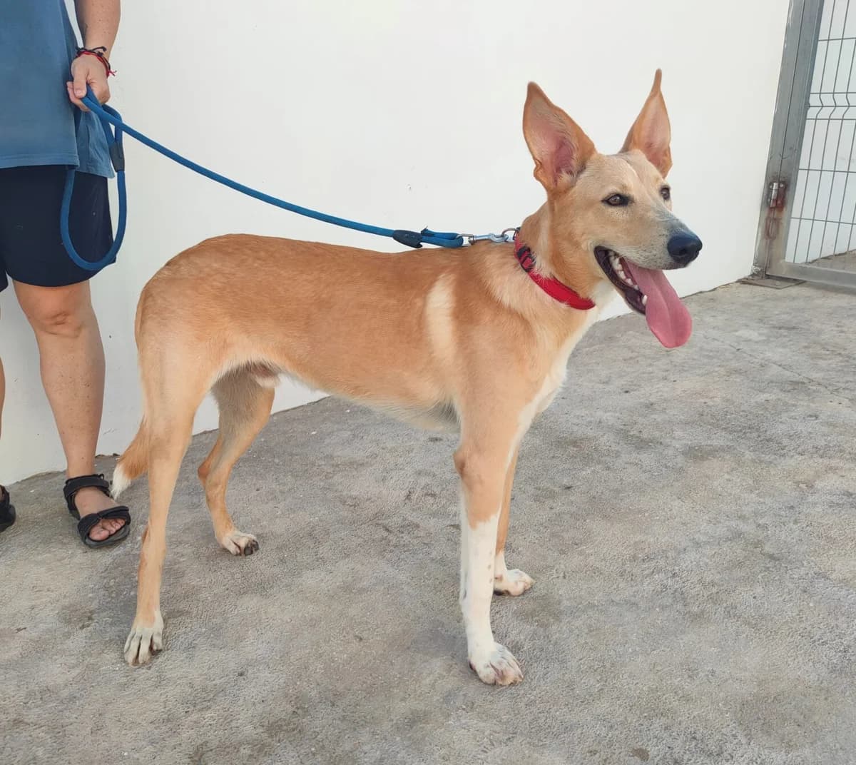 Cava, male Podenco for adoption at UPRODEA (Unión Protectora de Animales) — photo 3 of 8