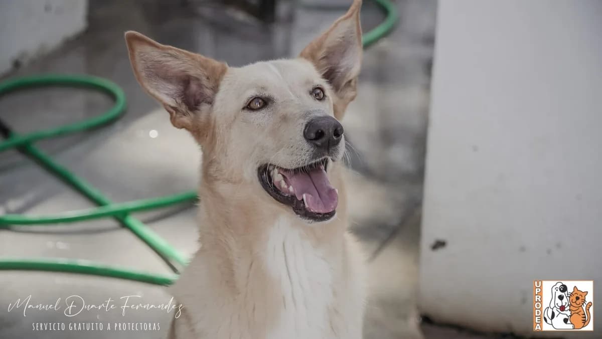 Cava, male Podenco for adoption at UPRODEA (Unión Protectora de Animales) — photo 4 of 8