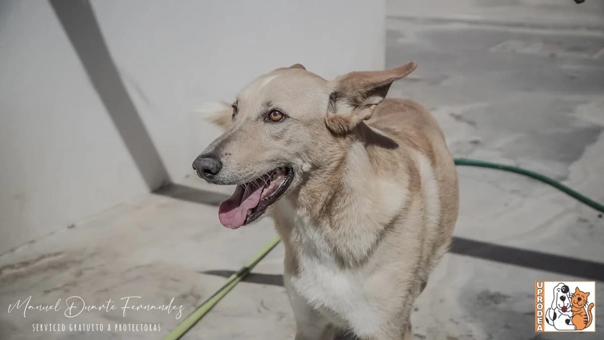Cava, male Podenco for adoption at UPRODEA (Unión Protectora de Animales) — photo 5 of 8