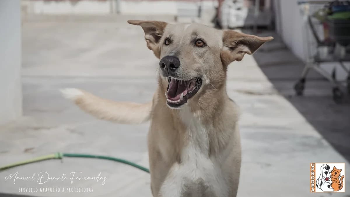Cava, male Podenco for adoption at UPRODEA (Unión Protectora de Animales) — photo 6 of 8